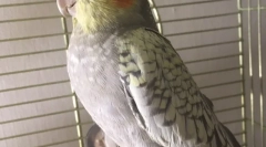 Potraviny pre papagáj ako kŕmenie correll